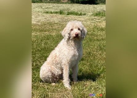 Goldendoodle & Labradoodle Labrador+Golden+Retriever+Pudel Welpen