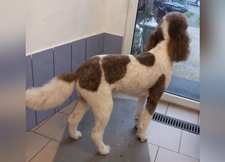 Bezaubernde Königspudel Welpen, Großpudel, Harlekin, Pudel, Videos