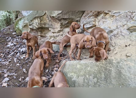 Magyar Vizsla Welpen suchen ab Mitte März ein neues liebevolles Zuhause