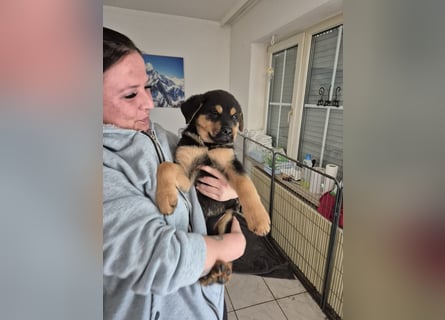 Rottweiler Schäferhund Mischling