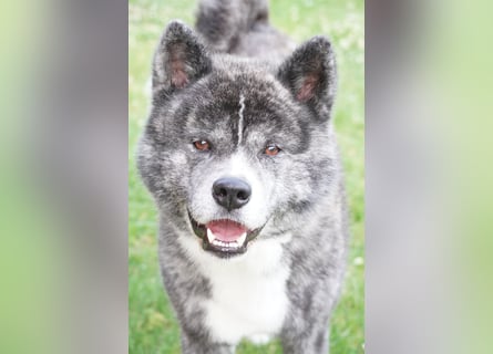 Akita Inu Welpen | A-Wurf | Japan Akita | Ahnentafel | VDH 