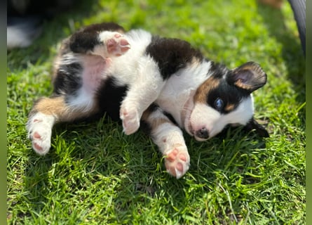 Mini Aussies-Mini Australian Shepherd Welpen