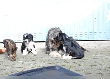 Tibet Terrier Welpen, VDH Papiere, zobel und tricolor