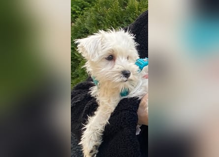Weiße Zwergschnauzer Welpen nicht haarend reinrassig