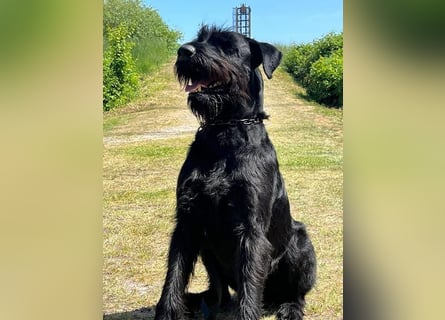 Riesenschnauzer schwarz Welpen des A-Wurf am 3.7.25 erwartete