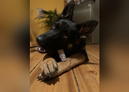 6 Monate alte Schäferhündin sucht erfahrenen Halter