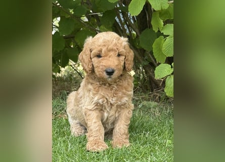 Aussiedoodle / Aussiepoo  F1b