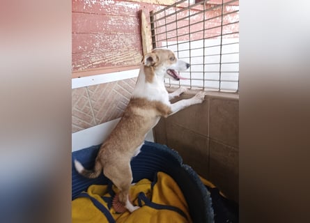 Jack: er geht im Tierheim unter