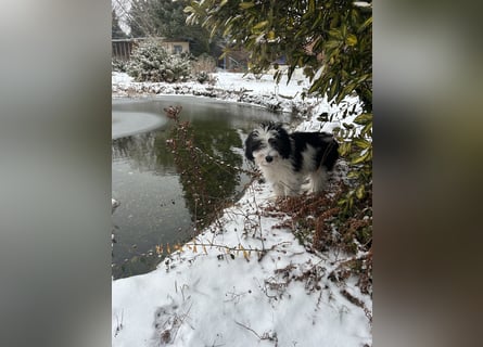 Polski Owczarek Nizinny - Polnischer Niederungs Hütehund -  PON