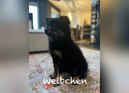 Mittelspitz Welpen
