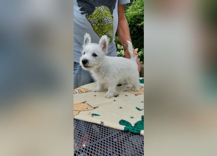 West Highland White Terrier FCI Junge Welpen