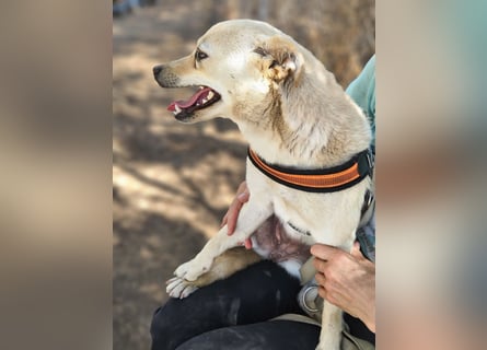 Olandesina: verschmuster Anfängerhund