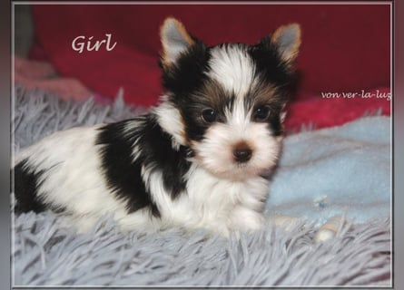 Yorkshire Terrier Mädchen- schoko-weiss-gold