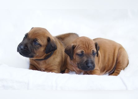 wunderschöne Rhodesian Ridgeback Welpen ! ! ! absolut vitale und einwandfreie kleine Engel