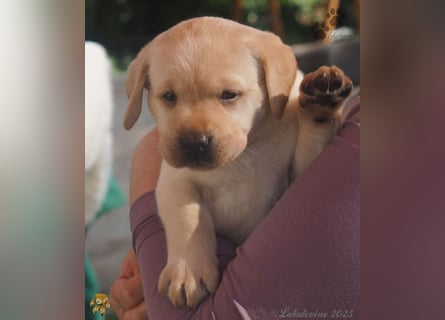 Labrador Welpen in hell gelb - die Buben