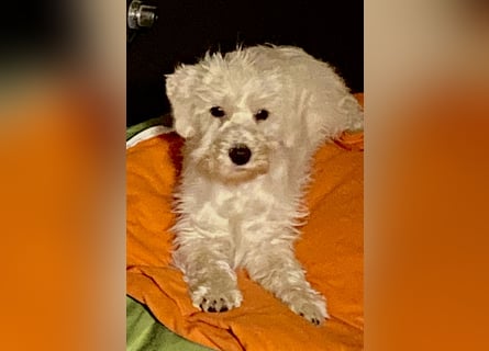 Weiße Zwergschnauzer Welpen nicht haarend reinrassig