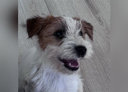 Weiblicher Jack Russell Terrier zu verkaufen