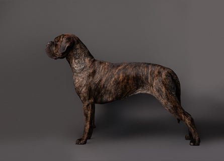 Wir erwarten Cane Corso Italiano Welpen