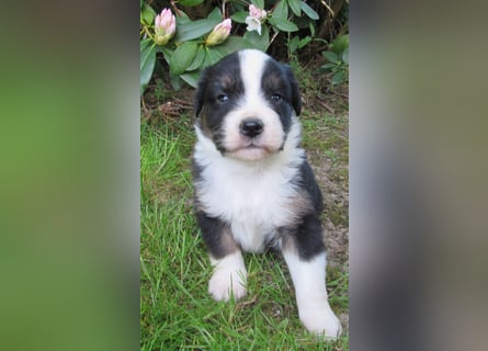 Mini Aussie Welpen Miniatur Australian Shepherd Welpen Welpe