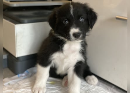 Diese süßen Australian Shepherd Welpen
