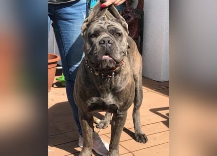 Cane Corso Italiano Welpen