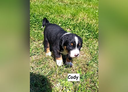 Appenzeller Sennenhund Welpen