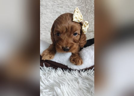 Wunderschöne Cockapoo-Welpen