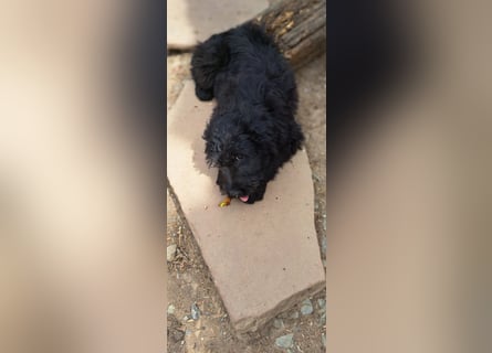 2 putzmuntere Aussiedoodles