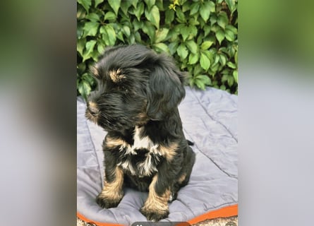 " wir dürfen ausziehen " bezaubernde Tibet Terrier Welpen aus liebervoller Zucht..