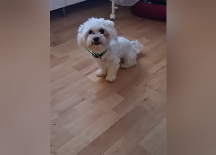 Shih Tzu Malteser Mix Welpen 15 Wochen alt