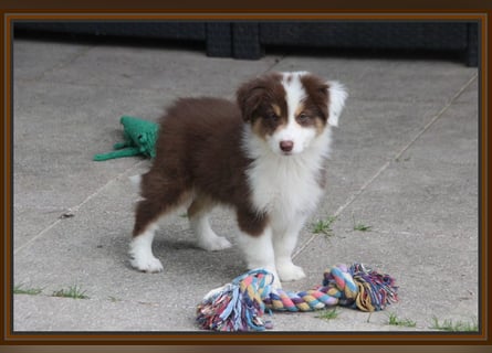 Australian Shepherd - Traumwelpen -KEINE Arbeitslinie-aus langjähriger Familienaufzucht.