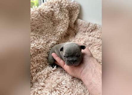 Gesunde Sportliche Französische Bulldoggen aus Familienzucht!