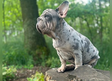 Typvolle gesunde freiatmende französische bulldoggen