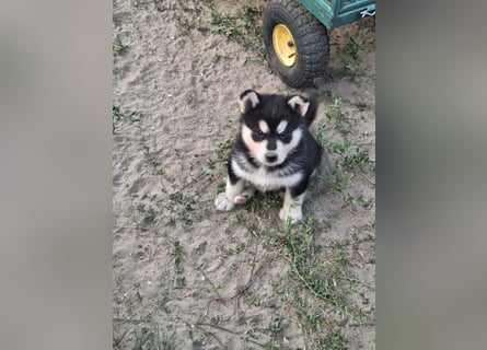 Welpen Alaska Malamute- Husky Mix