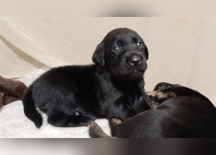 Reinrassige Labrador welpen