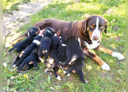 Appenzeller Sennenhund Welpen