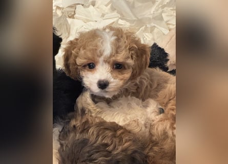 Schocolade farbige sehr schöne Welpen Maltipoo/mini Doodle