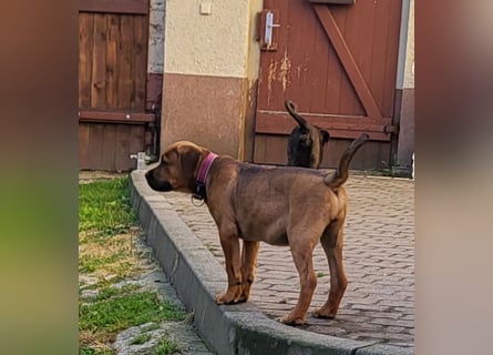 Mischlingswelben Cane Corso / Rottweiler Welpen
