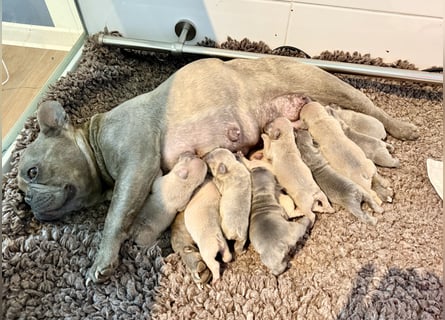 Gesunder Sportlicher Französischer Bulldog Rüde aus Familienzucht!