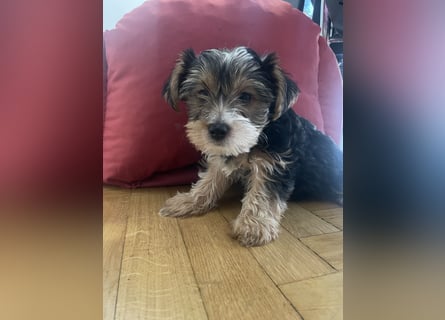 Liebe auf vier Pfoten – Yorkshire Terrier Welpen suchen ihr Für-immer-Zuhause!