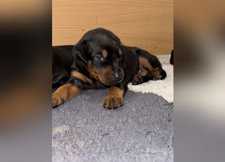 FCI Dobermann Welpe aus Championlinie – Nebula Nero di Angelo