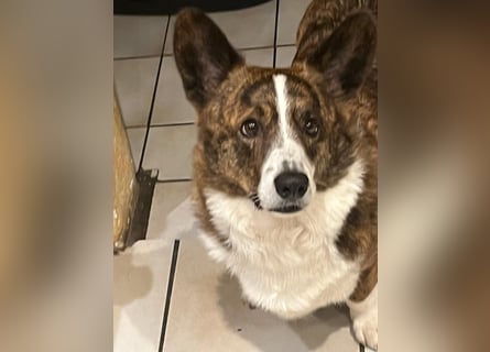 Corgi-Rüde