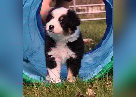 Mini American Shepherd / Mini Aussie