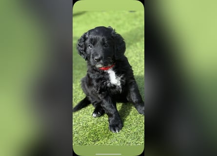 Labradoodle