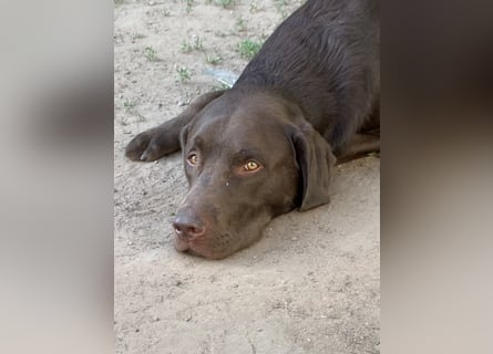 Labrador