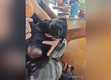 Welpe männlich gelbes Halsband