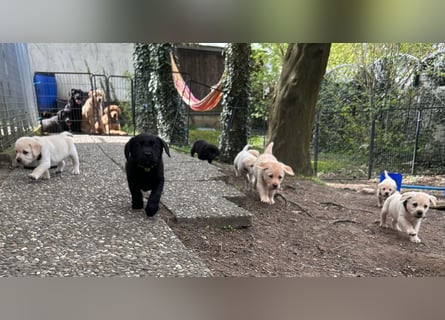 Labrador Retriever Welpen, reinrassig, Ahnenpass uvm., schwarz und gelb