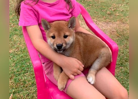 Shiba Inu beautiful puppies