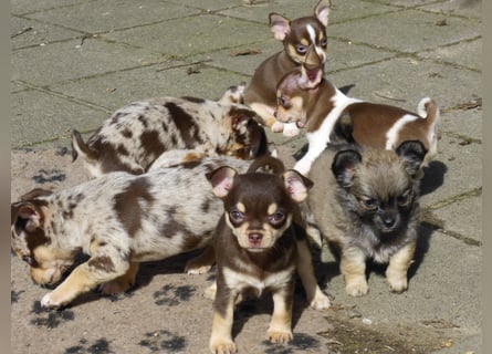 Liebe Chihushuawelpen in Kurz- und Langhaar