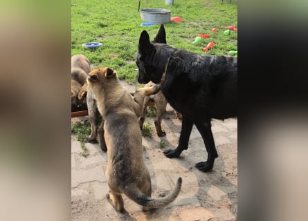Dunkelgraue Schäferhunde aus Kör-u.Leistungzucht